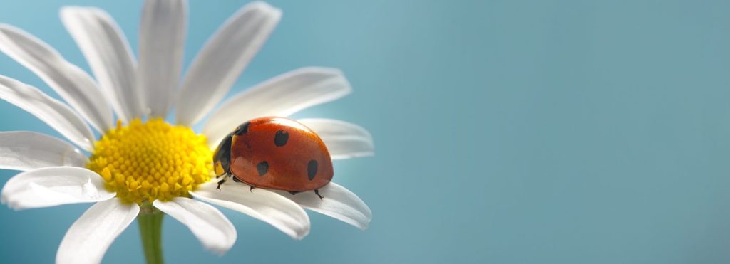ladybug on flower - are lady bugs good for house plants?
