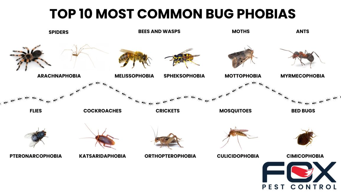 Top 10 most common bug phobias