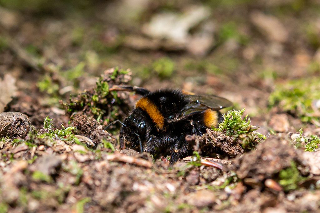 Queen buff tailed bumblebee, Bombus terrestris, digging on the forest floor in spring
