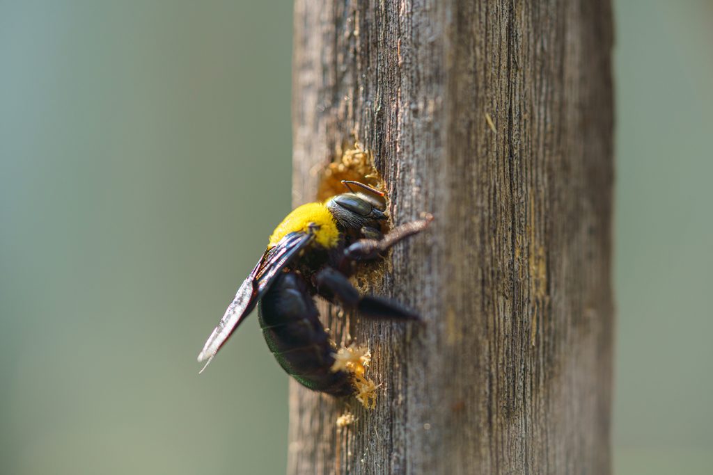 Carpenter bee drilling holes in wood full of sawdust. Close up of Tropical bumble bee (Xylocopa latipes)