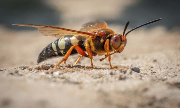 Cicada killer on dirt ground