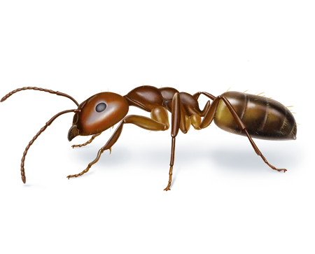 Argentine Ant