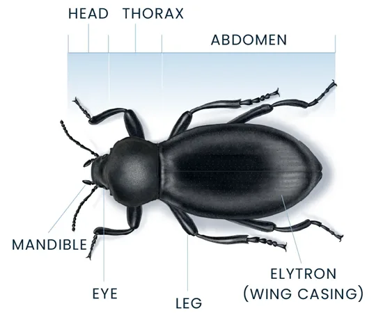 Beetle Anatomy Diagram