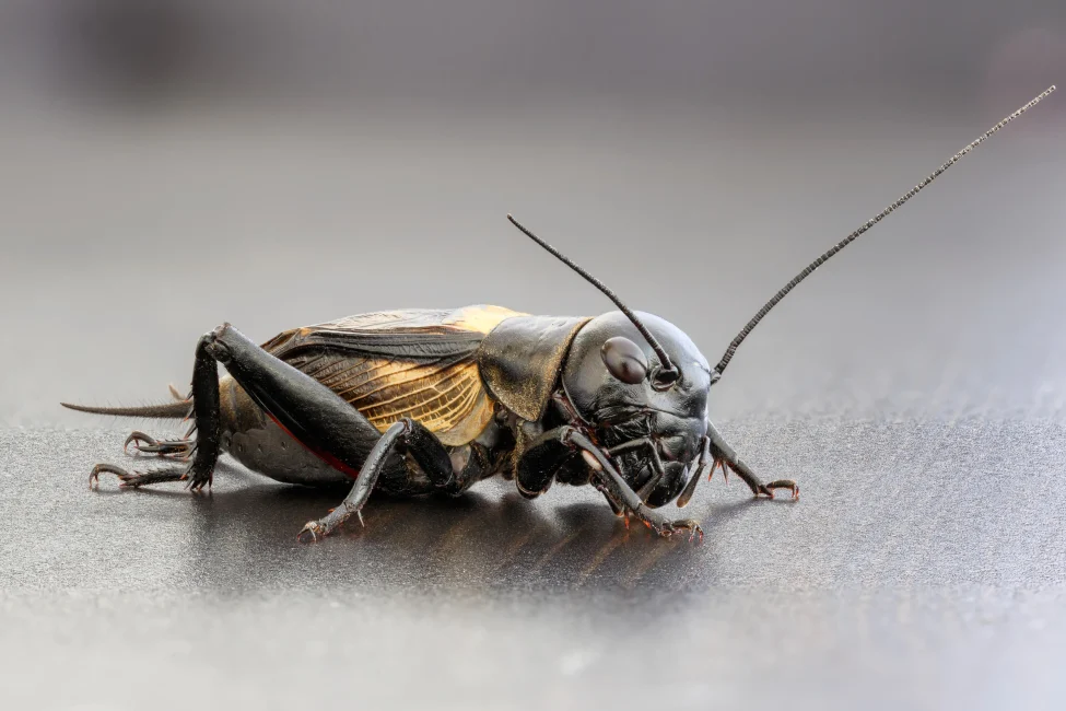 Black field cricket in home