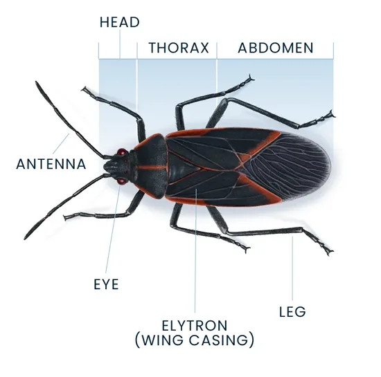 Boxelder Bug Anatomy Diagram
