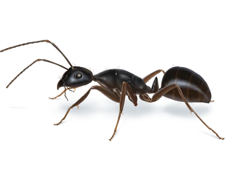 Ant
