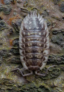 Cockroach fossil