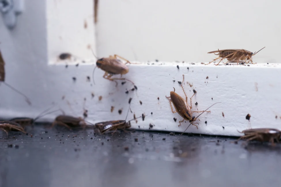 Cockroaches on a windowsill