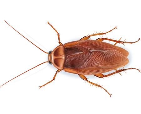 Cockroach