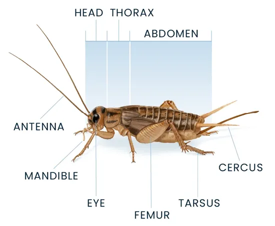 Cricket Anatomy Diagram