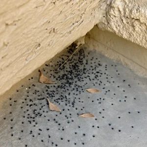 Cricket droppings on concrete 