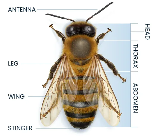 Bee Anatomy Diagram