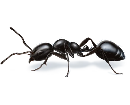 Ant