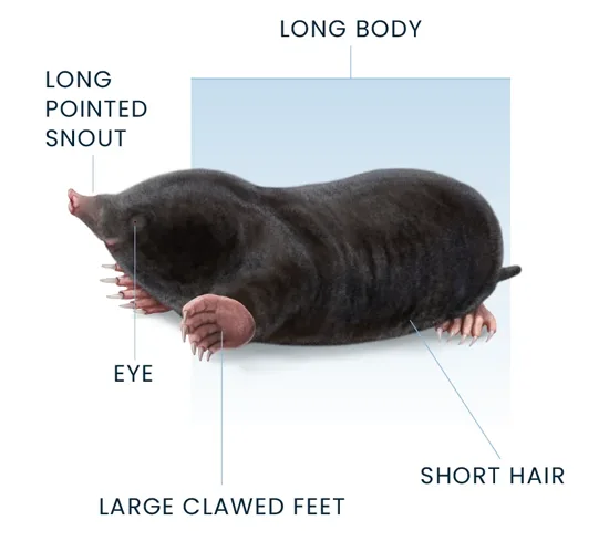 Mole Anatomy Diagram