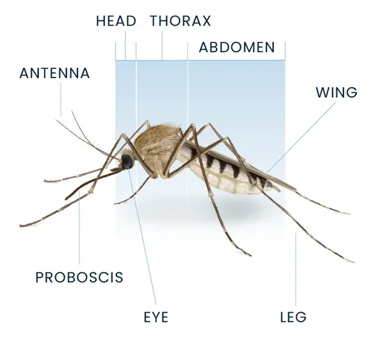 Mosquito Anatomy Diagram
