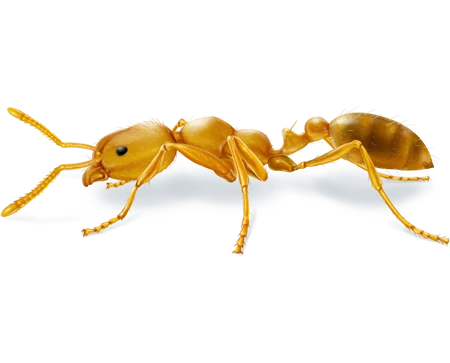 Pharaoh Ant