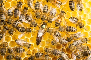 Queen bee surrounded by worker bees
