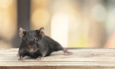 Roof Rat - get Fox Pest Control today