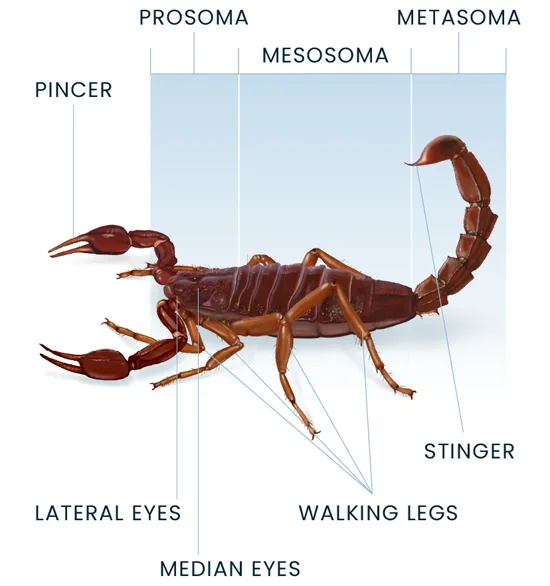 Scorpion Anatomy Diagram