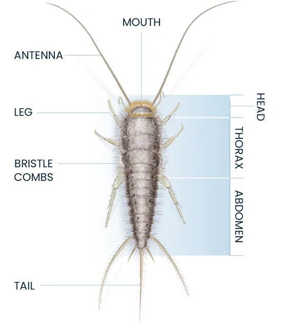 Silverfish Anatomy Diagram