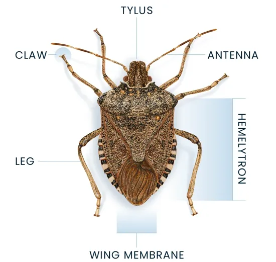 Stink Bug Anatomy Diagram