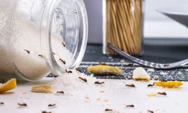 tiny little ants getting into a jar of sugar