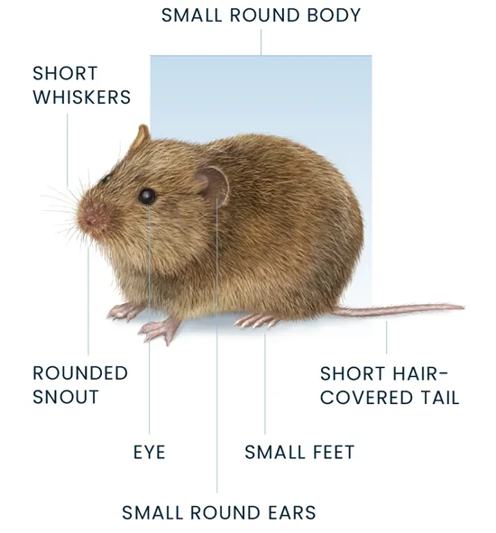 Vole Anatomy Diagram