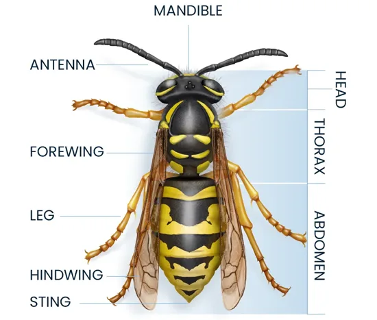 Wasp Anatomy Diagram